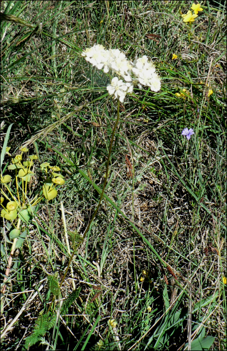 Filipendula vulgaris (=Filipendula hexapetala)