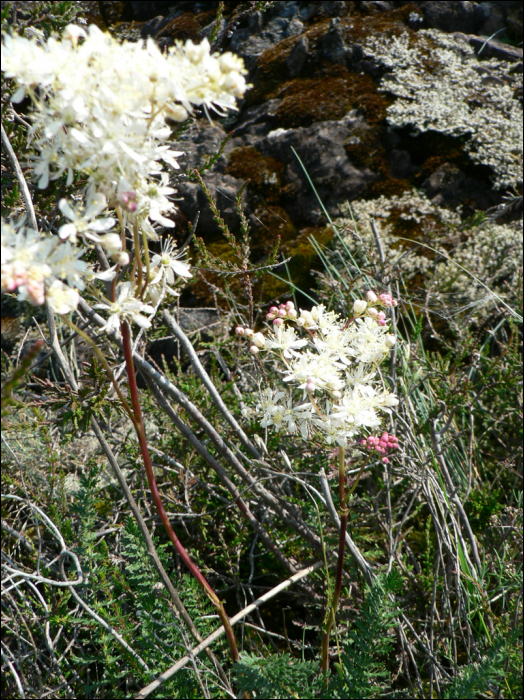 Filipendula vulgaris (=Filipendula hexapetala)
