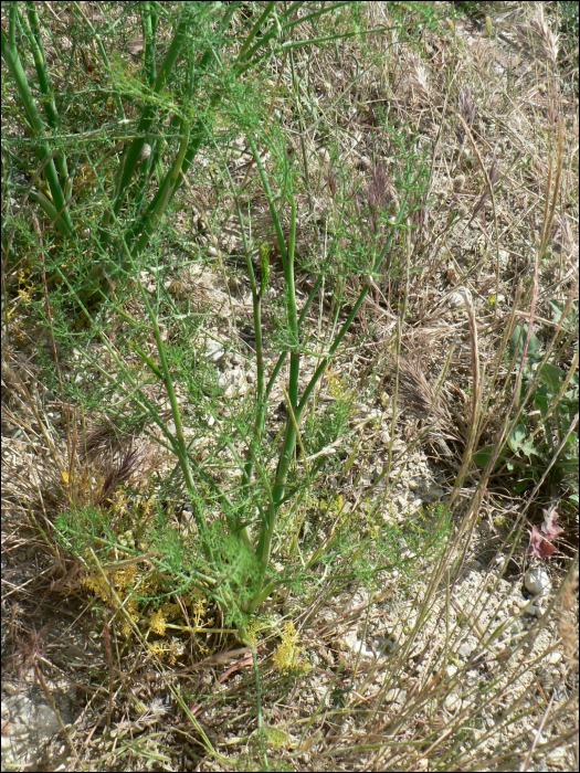 Foeniculum vulgare Gaertner