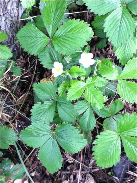 Fragaria vesca L.