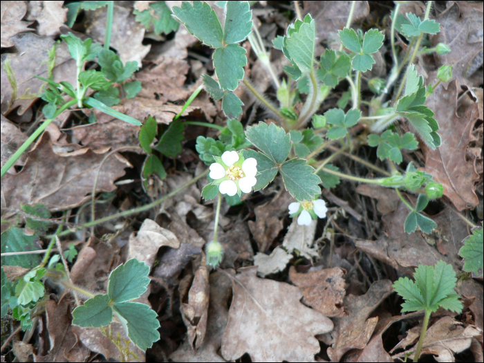 Fragaria vesca L.