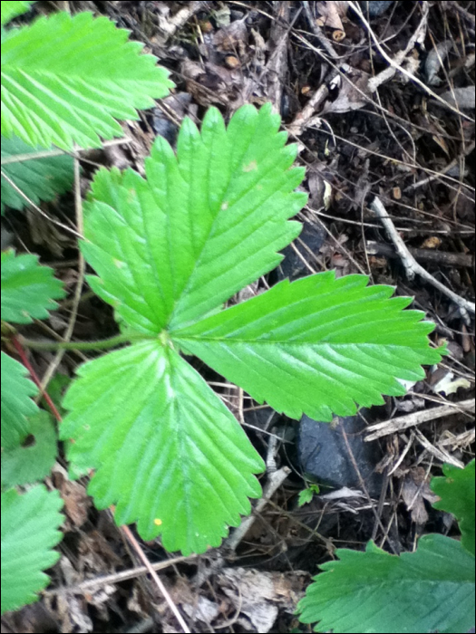 Fragaria vesca L.