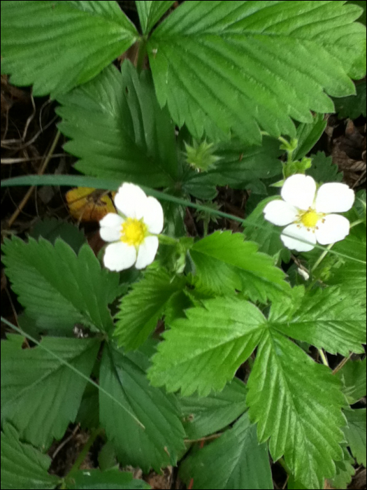 Fragaria vesca L.