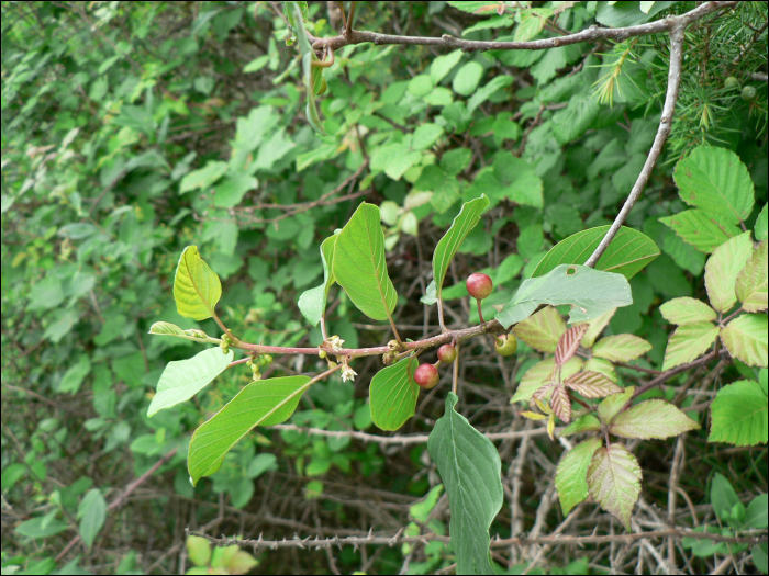 Frangula alnus (=Rhamnus frangula)