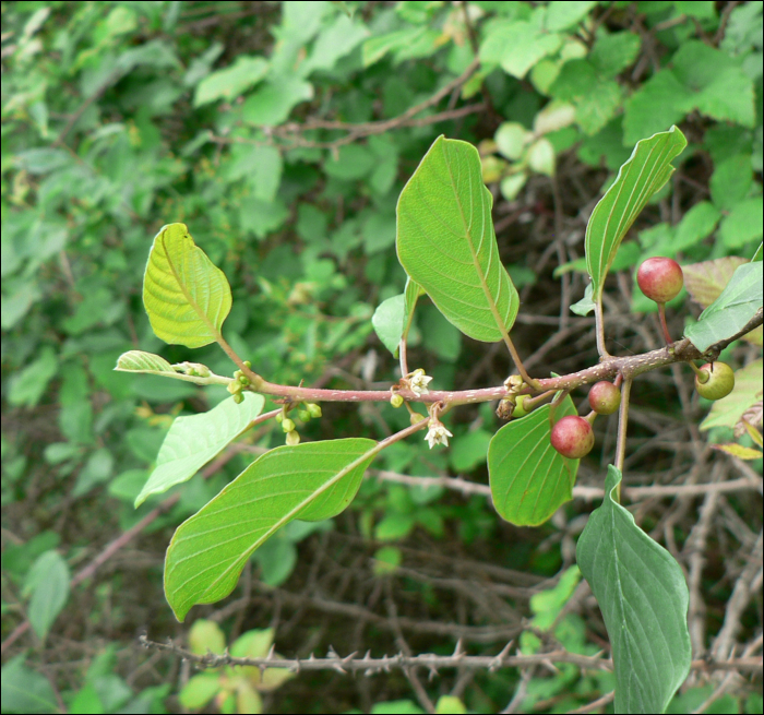 Frangula dodonei