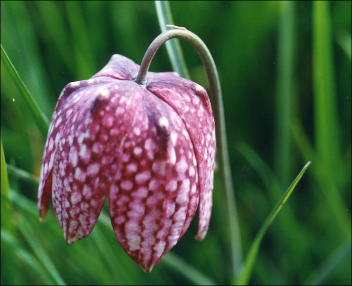 Fritillaria meleagris