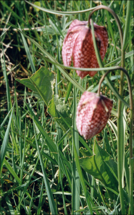 Fritillaria meleagris