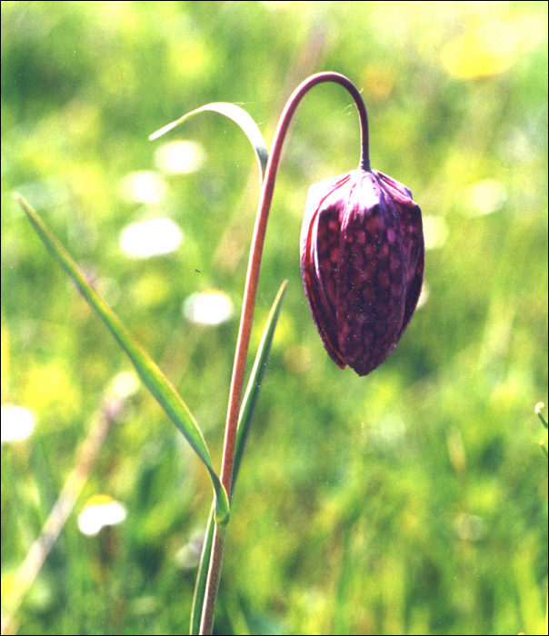 Fritillaria meleagris