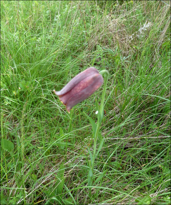 Fritillaria orientalis