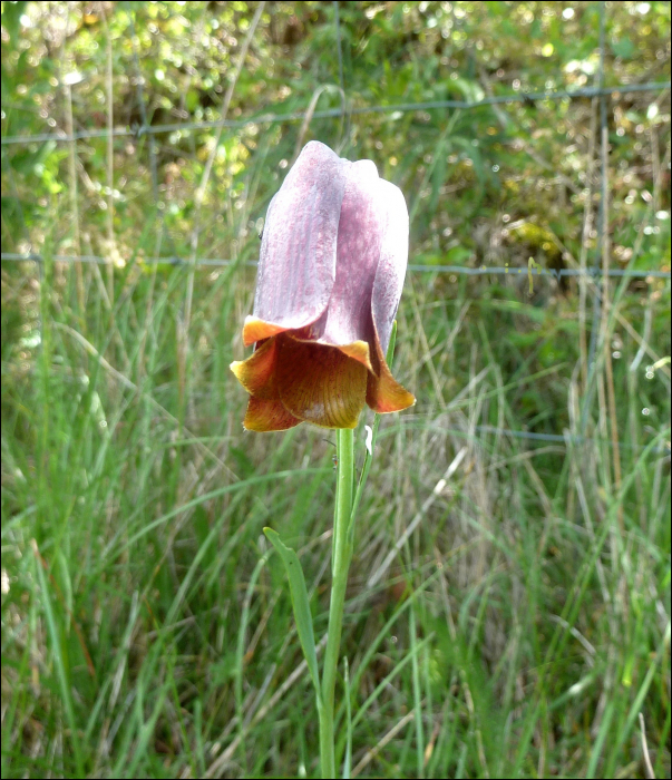 Fritillaria orientalis