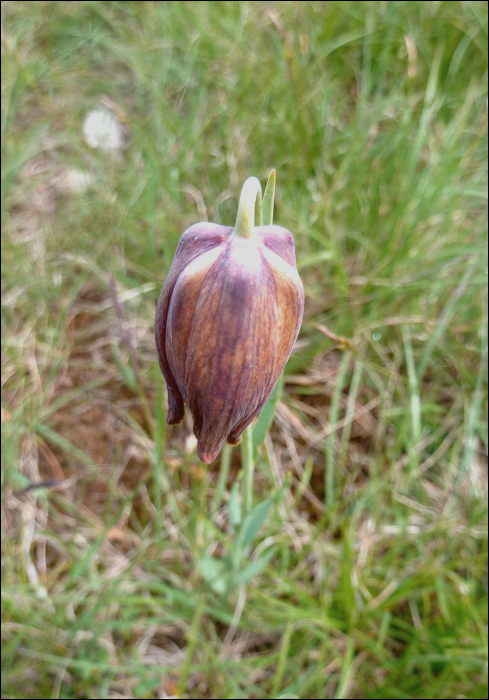 Fritillaria orientalis