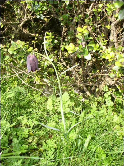 Fritillaria pyrenaica