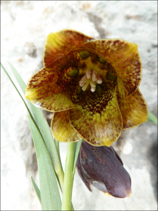 Fritillaria pyrenaica