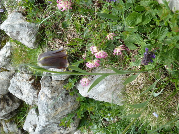 Fritillaria pyrenaica