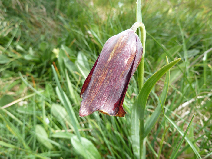 Fritillaria pyrenaica