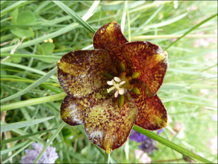 Fritillaria pyrenaica