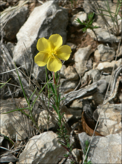 Fumana ericoides