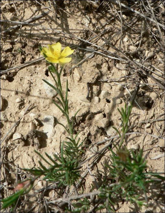 Fumana ericoides