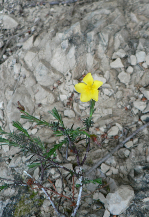 Fumana ericoides