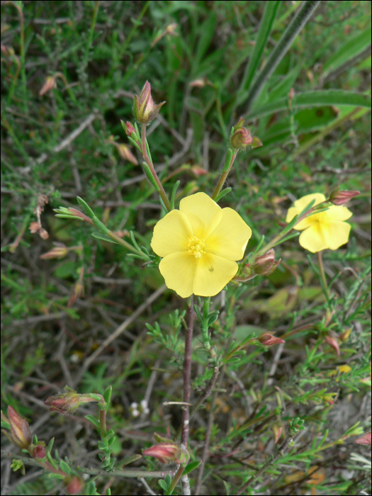 Fumana ericoides