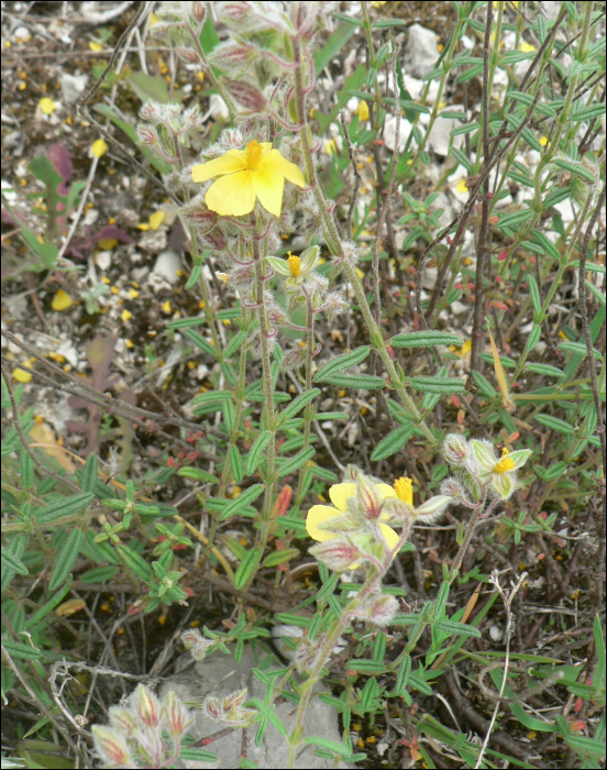 Fumana thymifolia