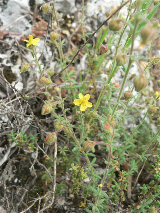 Fumana thymifolia