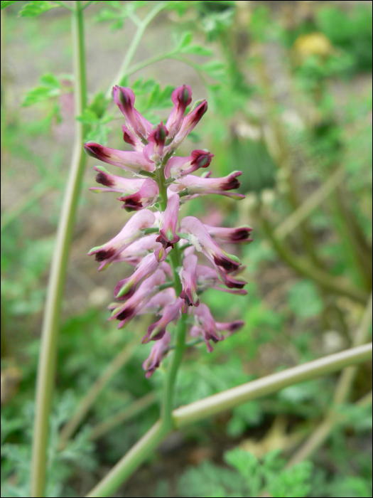 Fumaria officinalis L.