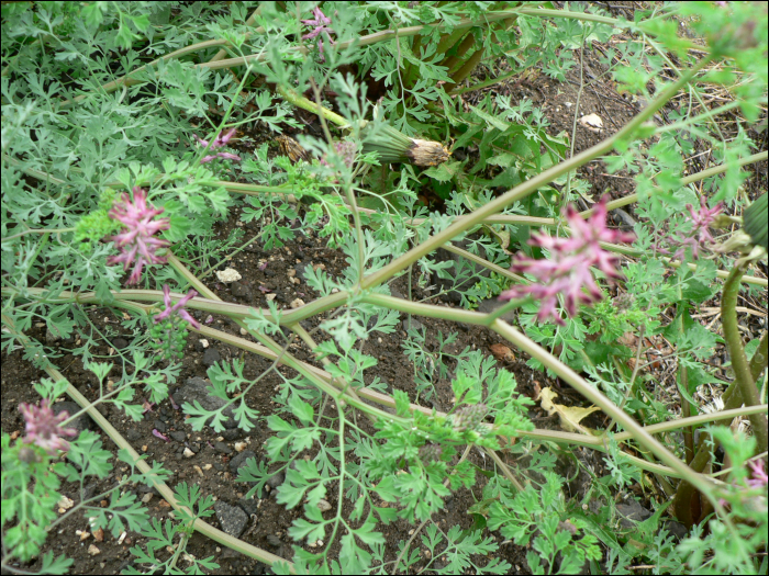 Fumaria officinalis L.