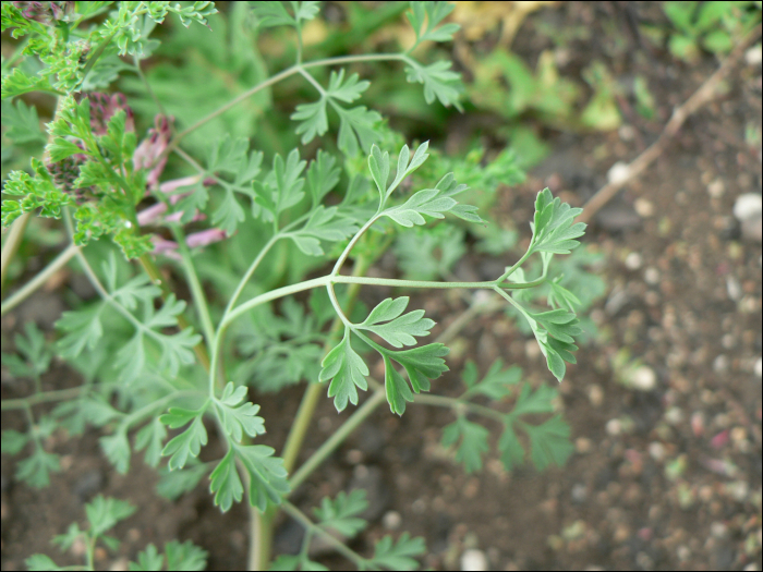 Fumaria officinalis L.