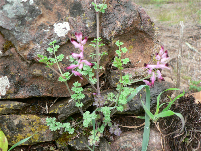 Fumaria officinalis L.