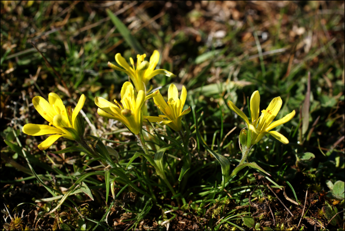 Gagea bohemica