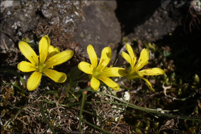 Gagea bohemica