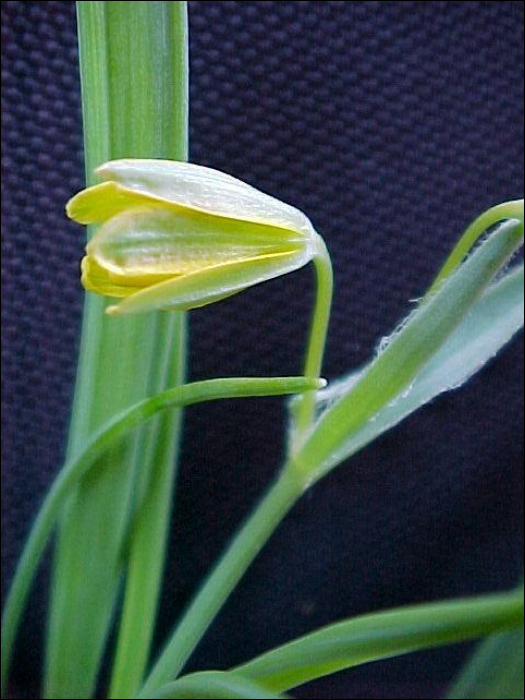 Gagea lutea (L.)