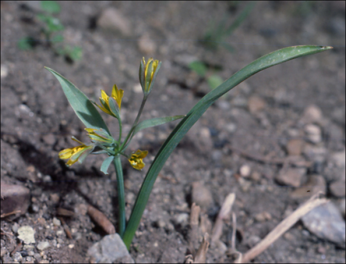 Gagea lutea (L.)