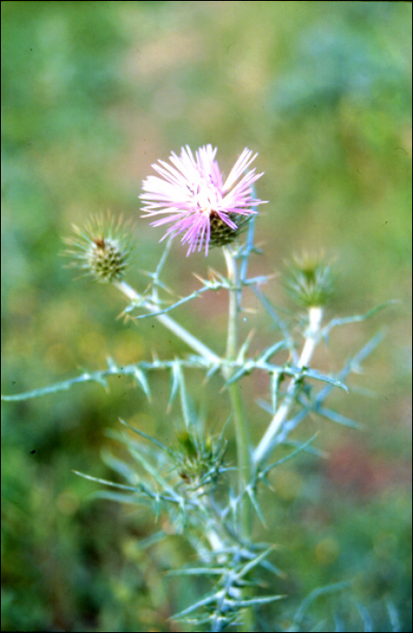 Galactites tomentosa