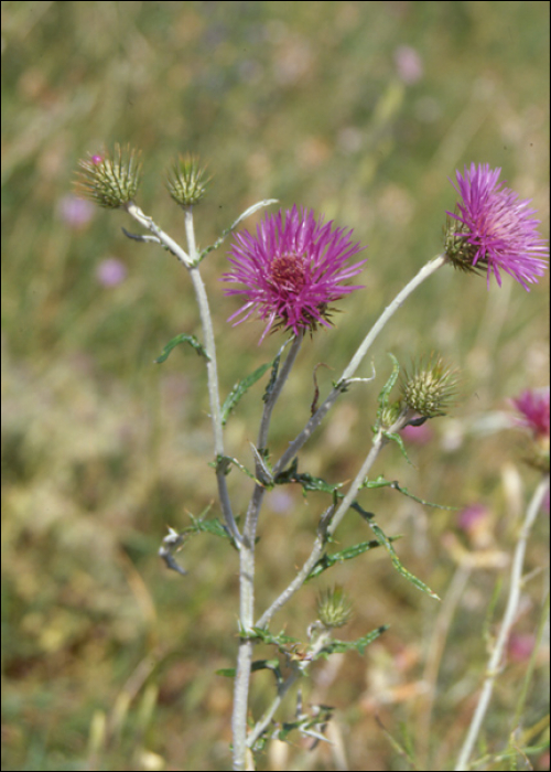 Galactites tomentosa