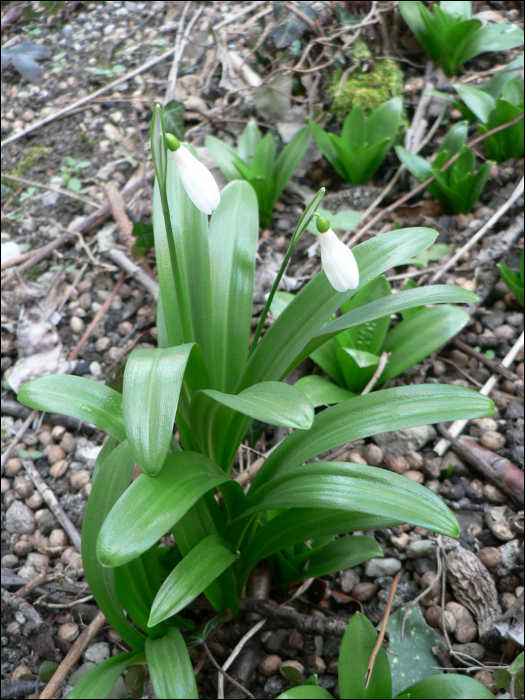 Galanthus nivalis L.