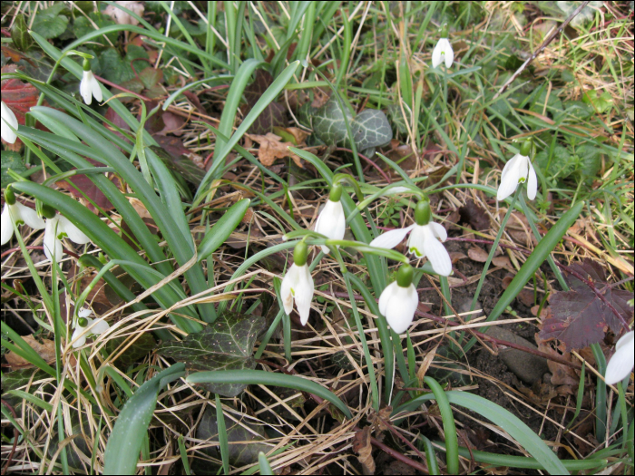 Galanthus nivalis L.