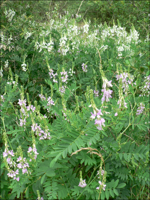 Galega officinalis L.