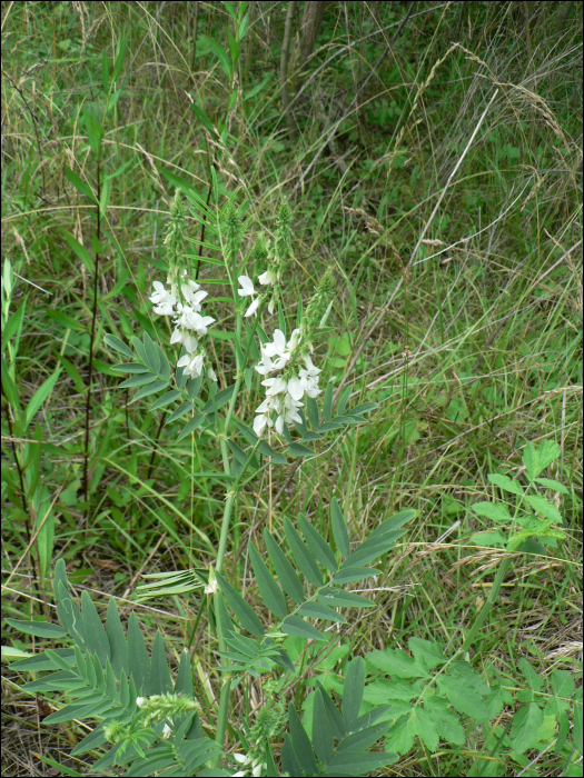 Galega officinalis L.