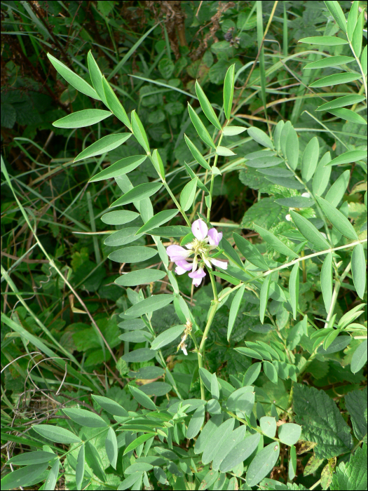 Galega officinalis L.