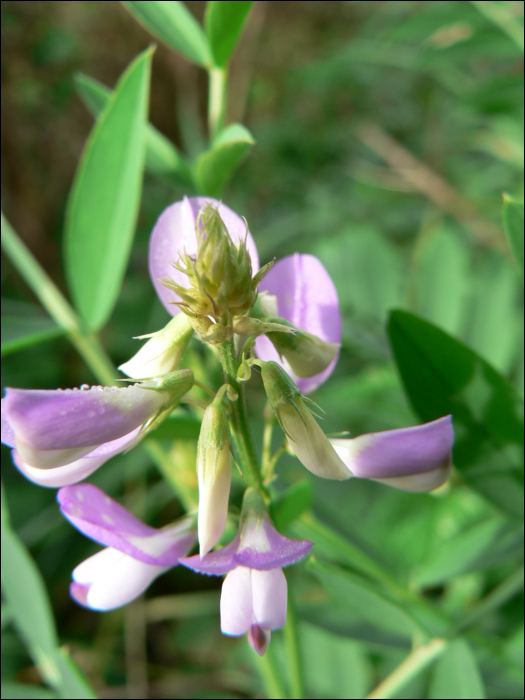 Galega officinalis L.