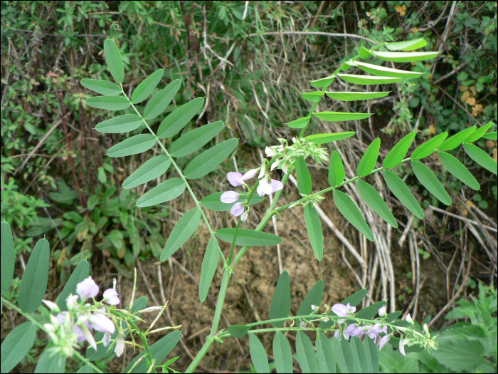 Galega officinalis L.