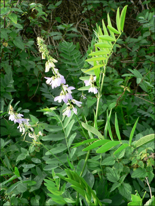 Galega officinalis L.