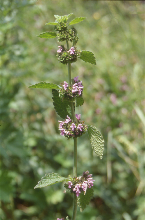 Galeopsis angustifolia Hoffm.