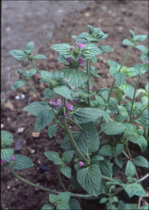 Galeopsis pyrenaïca Bartling