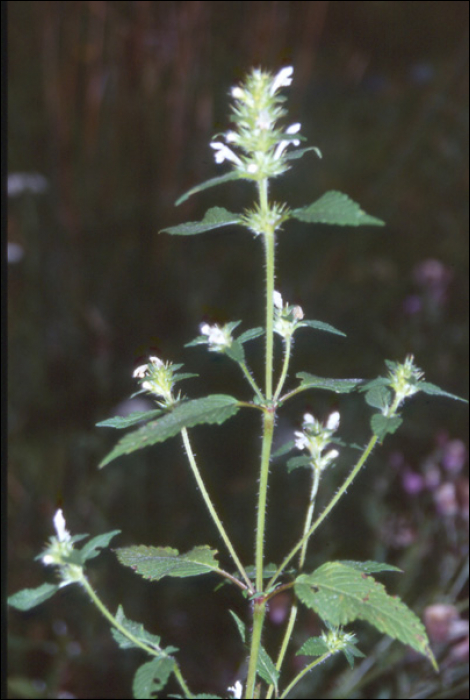 Galeopsis tetrahit L.