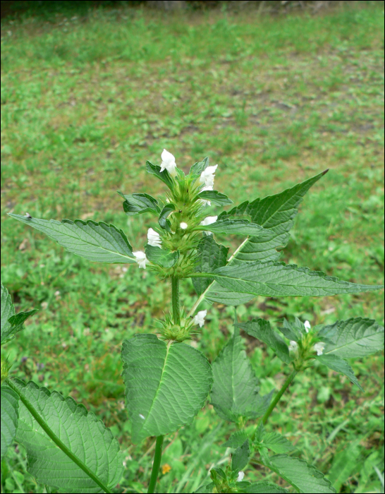 Galeopsis tetrahit L.