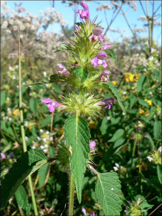 Galeopsis tetrahit L.