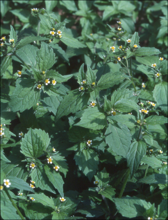 Galinsoga quadriradiata (=Galinsoga ciliata)